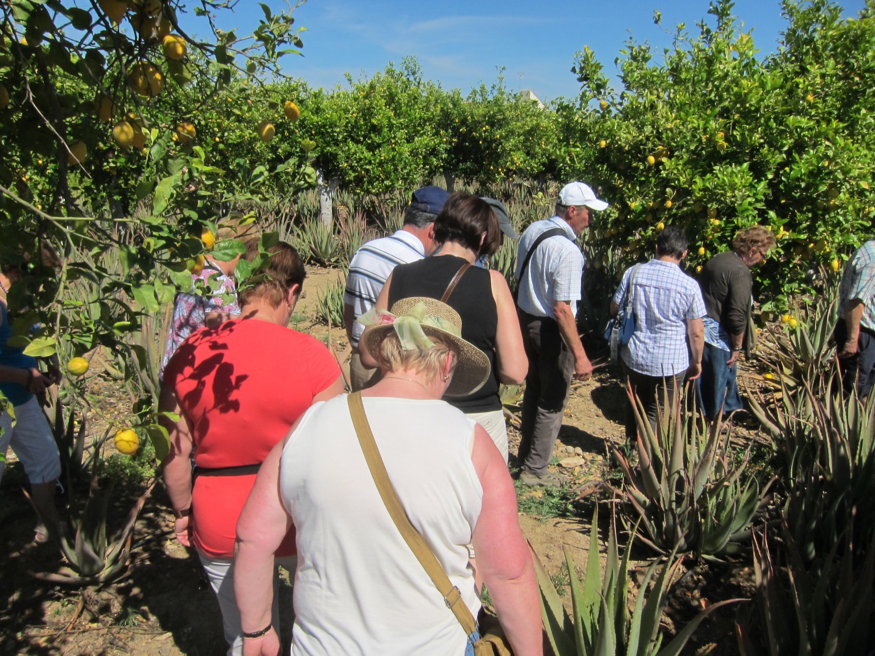 Citrus fruit during a farm visit
